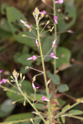 Desmodium tortuosum #2